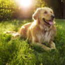 강아지랑 이미지