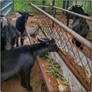 아버지농장 | “남양주 흑염소액기스? 공들여 찾았는데 아버지가 다 드셨어요”