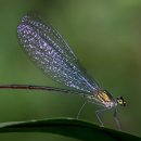 잠자리(Dragonfly)