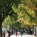 곡교천 은행나무길 이미지