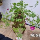 와인컵쥐손이 꽃(Poppy mallow) 이미지