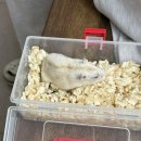 수사랑 동물병원 이미지