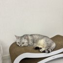 예쁜 펫테리어 고양이 스크래쳐 두잇 스탠딩보드 내돈내산 후기