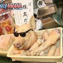 용치관 합기도 이미지