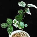 서구-01-138 이미지