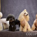 헬로펫샵 이미지