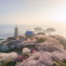 성북2리마을회관 | 늦게 피는 충남벚꽃명소 서산 한우목장 태안 안면암 당진천