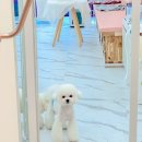 그루미재이 이미지