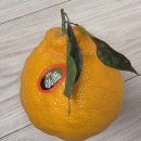 탐나종합어시장 의왕포일점 | 대방어 맛집 청첩장 모임 탐나 종합 어시장