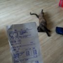 두리동물클리닉 이미지