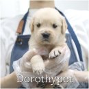 소망켄넬 | 대구 골든리트리버 분양후기 옆에 항상 아이가 있다