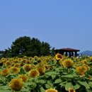 자연설렘 이미지