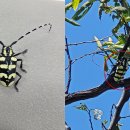 노랑제주 이미지