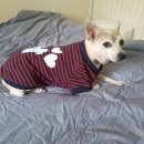 빠박이 애견미용 이미지