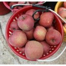 봉좌농장 이미지