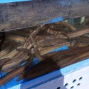 신안바다장어 이미지