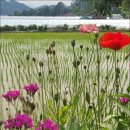 회연농장 | 걷기 동호회 청주 <행복한 도보여행>의 하하수미 농장 방문기.