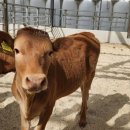 한우개량센터 이미지