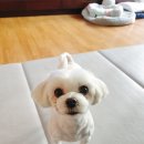 부티크멍 애견미용실 | 부천애견미용실 부티크멍 5kg 소형견 말티즈 클리퍼 가위컷 후기!