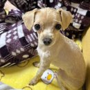 멜로멍스 이미지