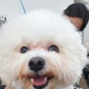 초량애견 이미지