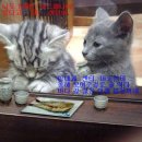 파트라슈 이미지