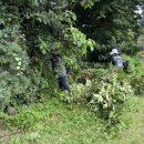 명월 팽나무군락 이미지