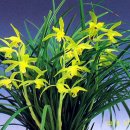 한국춘란 견문록(見聞錄/atlas)86/다른듯 같은 일경구화란/02(난일용441) 이미지