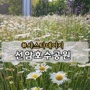 울산 가볼만한 곳 선암호수공원 샤스타데이지 양귀비 1144번 남구15번 남구6번 배차시간