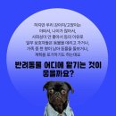 강아지 정보(위탁장소/구토) 54 이미지