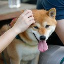 시바나라 이미지