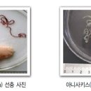 건강한고래