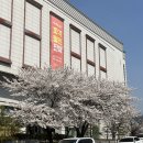 커피 핸드드립 자격증 주간반 | April-1 (대전이랑 서산 나들이, 무심천 벚꽃🌸, 준최5, 에버랜드🎡, 문암생태공원 튤립🌷, 생일파티🍰🎂)