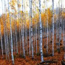 자작나무 이미지