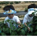 만석군농장 이미지