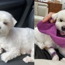 아이비 동물병원 이미지