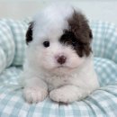 대박펫살롱 이미지