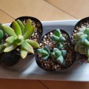 그린꽃식물원 이미지