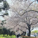 (주)부산팜 | 부산 봄 데이트 &amp; 여행코스 추천 대저생태공원 유채꽃밭 후기