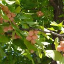 은행나무(Ginkgo, Maidenhair tree) 이미지