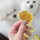 멍멍아 또 와 이미지