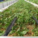 한일인삼 이미지