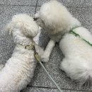 꿈의숲약국 네이버블로그