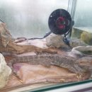 풍원수족관 이미지