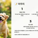 🧼 눈 밑 착색 고민 끝! 반려동물 눈물자국 관리하는 3단계 루틴
