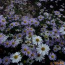 쑥부쟁이 이미지