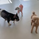 댕겨올개 이미지