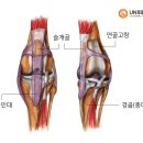 유앤동물의료센터 네이버블로그