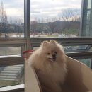 봄날의 강아지 | 2살 포메라니안 강아지 봄날의 일상🌼