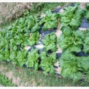 장정농장 이미지